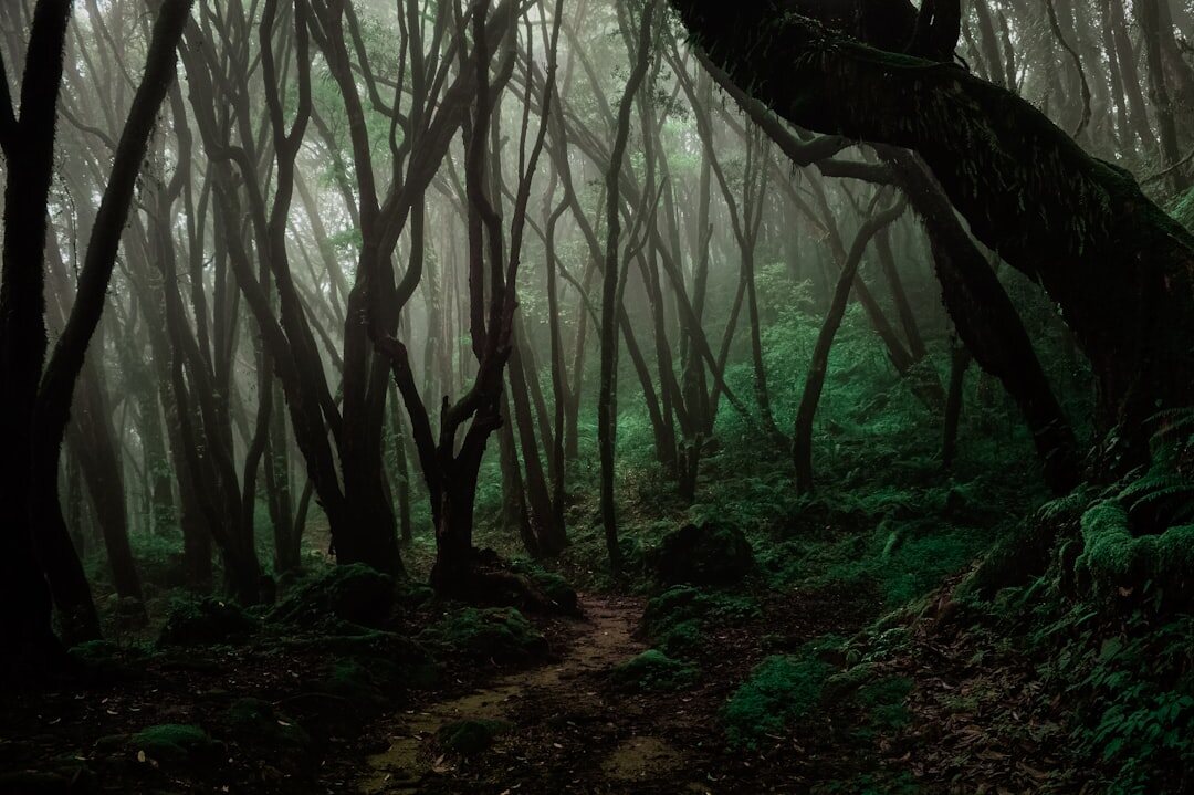 foggy forest path