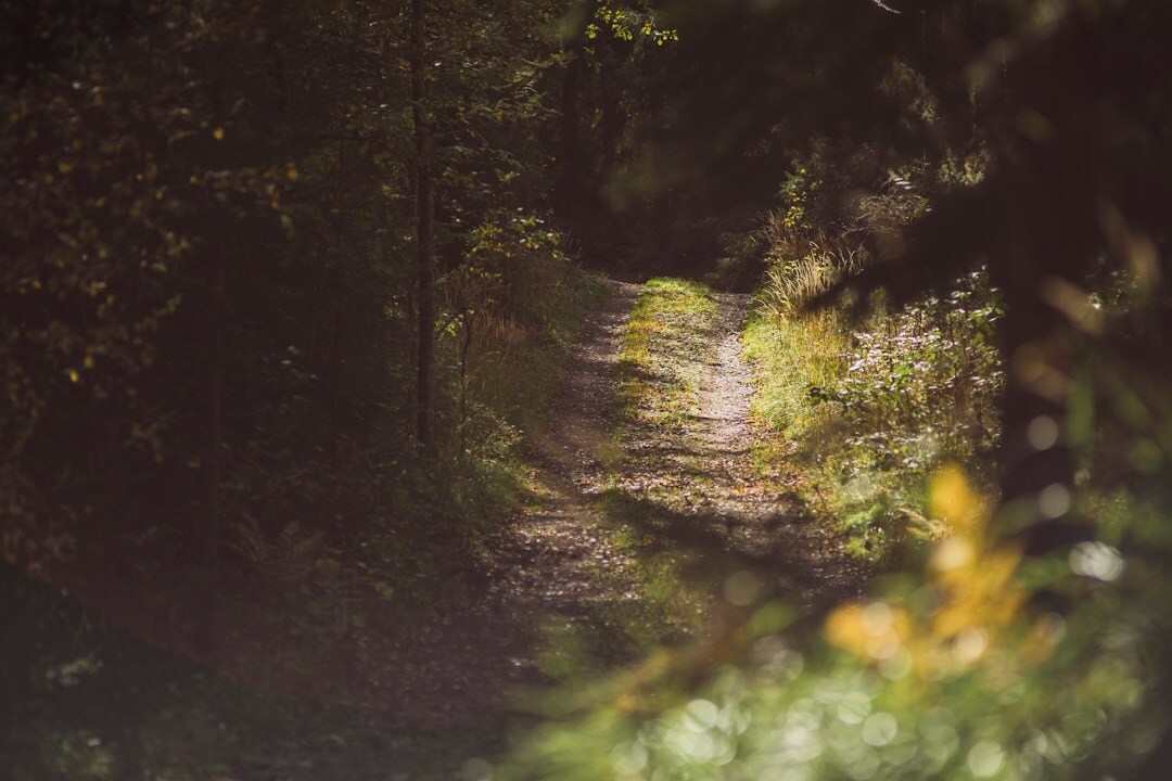 shadowy forest path
